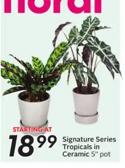 Sobeys Signature Series Tropicals in Ceramic offer