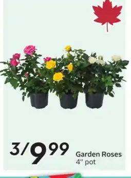 Sobeys Garden Roses offer