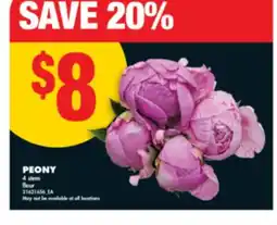 No Frills PEONY 4 stem offer