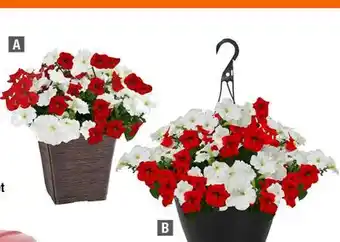 Home Depot Grandevilla Planter / Grande Villa Hanging Basket offer