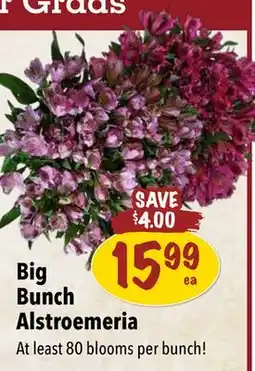 Farm Boy Big Bunch Alstroemeria offer