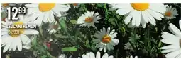Canac Leucanthemum offer