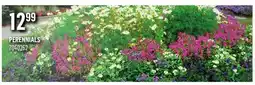 Canac Perennials offer