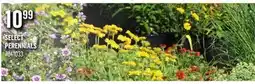 Canac Select Perennials offer