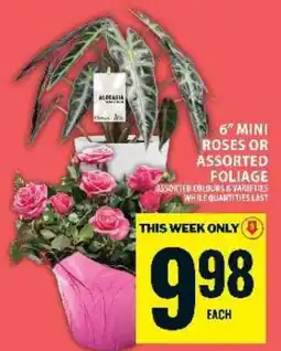 Food Basics 6” MINI ROSES OR ASSORTED FOLIAGE offer