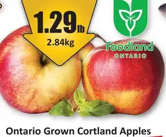 Starsky Ontario Grown Cortland Apples offer