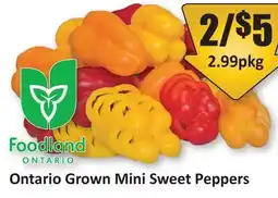 Starsky Ontario Grown Mini Sweet Peppers offer