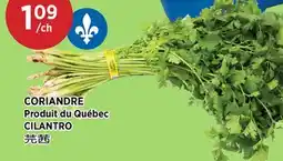 Kim Phat CILANTRO offer