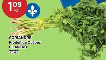 Kim Phat CILANTRO offer
