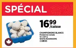 Kim Phat WHITE MUSHROOMS offer