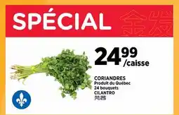 Kim Phat CILANTRO offer