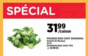 Kim Phat SHANGHAI BOK CHOY TIPS offer