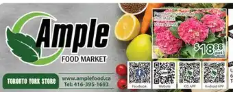 Ample Food Market Premium Hydrangeas offer