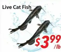 Bestco Food Mart Live Cat Fish offer