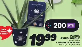 IGA ALOE VERA ASTROLOGICAL PLANT offer