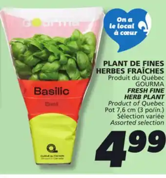 IGA GOURMA FRESH FINE HERB PLANT offer