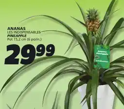 IGA PINEAPPLE offer