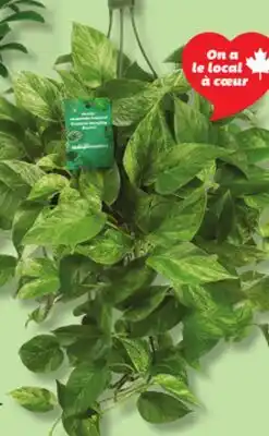 IGA HANGING TROPICAL PLANT offer