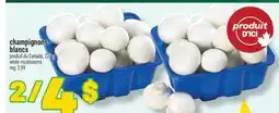 Marché Richelieu Champignons blancs | white mushrooms offer