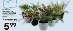 Brunet PLANTES NATURELLES SÉLECTIONNÉES offer
