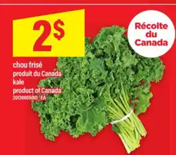 Maxi CHOU FRISÉ | KALE offer
