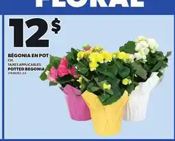Provigo POTTED BEGONIA offer