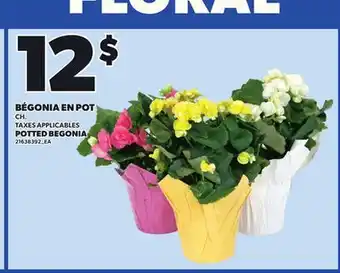 Provigo POTTED BEGONIA offer