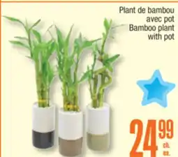 Jean Coutu Bamboo plant with pot offer