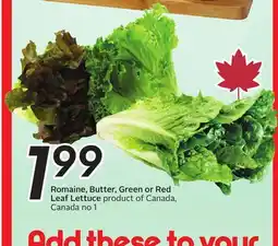 Sobeys Romaine, Butter, Green or Red Leaf Lettuce offer
