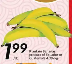 Sobeys Plantain Bananas offer