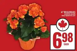 Food Basics 6 BEGONIAS offer