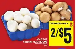 Food Basics WHITE OR CREMINI MUSHROOMS offer