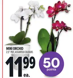 Metro MINI ORCHID offer