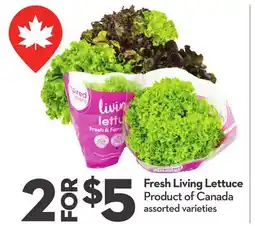 Longo's Fresh Living Lettuce offer
