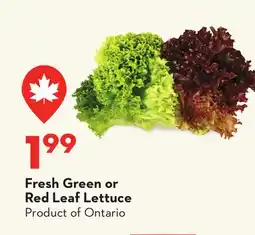 Longo's Fresh Green or Red Leaf Lettuce offer