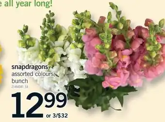 Fortinos SNAPDRAGONS offer