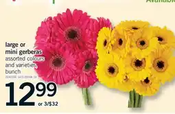 Fortinos LARGE OR MINI GERBERAS, bunch offer
