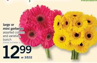 Fortinos LARGE OR MINI GERBERAS, bunch offer
