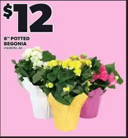 Loblaws 6 POTTED BEGONIA offer