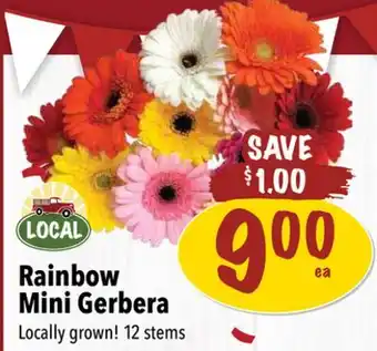 Farm Boy Rainbow Mini Gerbera offer