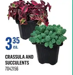 Canac Crassula and Succulents offer