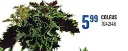 Canac Coleus offer