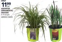RONA ASSORTED ORNAMENTAL GRASSES offer