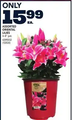 RONA ASSORTED ORIENTAL LILIES offer