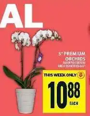 Food Basics 5” PREMIUM ORCHIDS offer