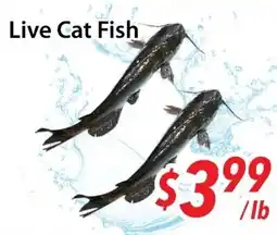 Bestco Food Mart Live cat fish offer
