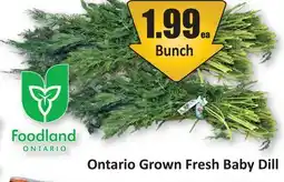 Starsky Ontario Grown Fresh Baby Dill offer