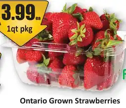 Starsky Ontario Grown Strawberries offer