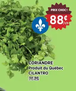 Kim Phat CILANTRO offer