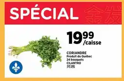 Kim Phat CILANTRO offer